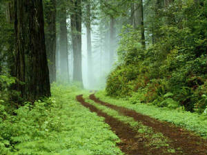 forest.jpg